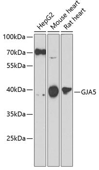 GJA5 Rabbit pAb