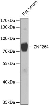 ZNF264 Rabbit pAb
