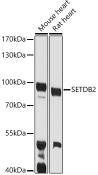 SETDB2 Rabbit pAb