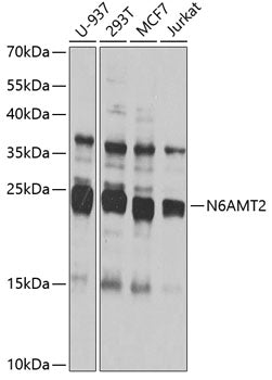 N6AMT2 Rabbit pAb