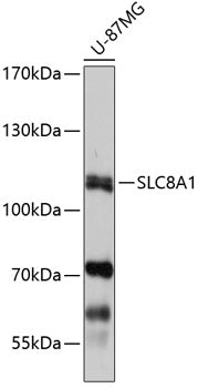 SLC8A1 Rabbit pAb