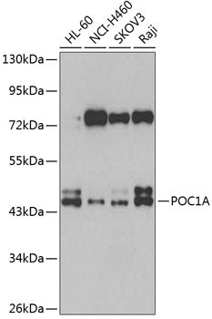POC1A Rabbit pAb