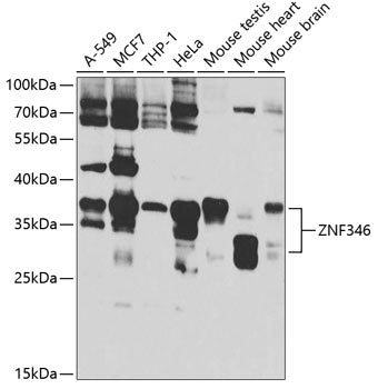 ZNF346 Rabbit pAb