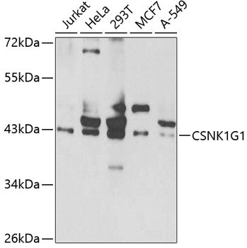 CSNK1G1 Rabbit pAb