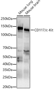 CD117/c-Kit Rabbit pAb