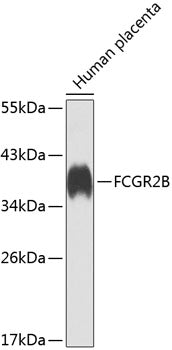FCGR2B Rabbit pAb