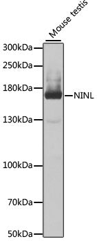 NINL Rabbit pAb