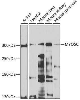 MYO5C Rabbit pAb