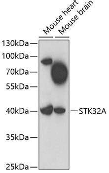 STK32A Rabbit pAb