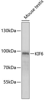 KIF6 Rabbit pAb