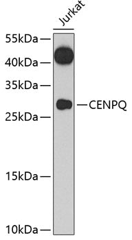 CENPQ Rabbit pAb