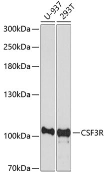 CSF3R Rabbit pAb