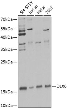 DLX6 Rabbit pAb
