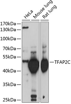 TFAP2C Rabbit pAb