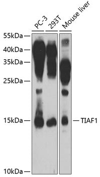 TIAF1 Rabbit pAb