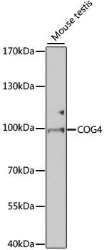 COG4 Rabbit pAb