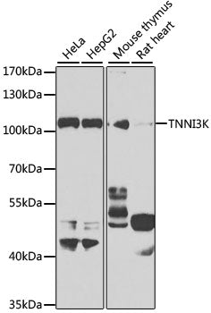 TNNI3K Rabbit pAb