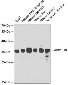 AKR1B10 Rabbit pAb