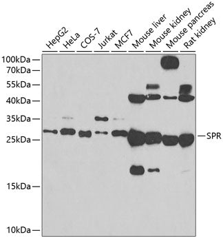 SPR Rabbit pAb