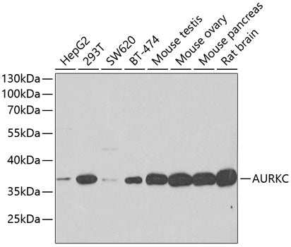 AURKC Rabbit pAb