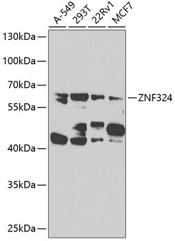 ZNF324 Rabbit pAb