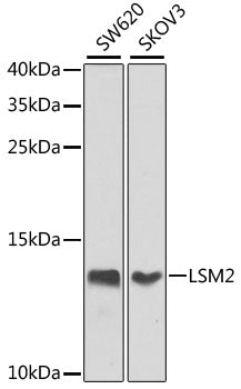 LSM2 Rabbit pAb