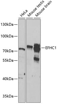 EFHC1 Rabbit pAb