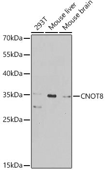 CNOT8 Rabbit pAb