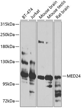 MED24 Rabbit pAb