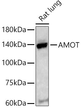 AMOT Rabbit pAb