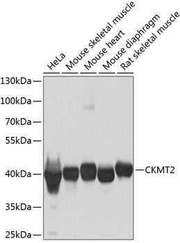 CKMT2 Rabbit pAb