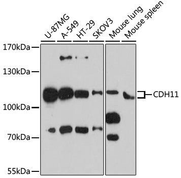 CDH11 Rabbit pAb