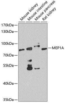 MEP1A Rabbit pAb