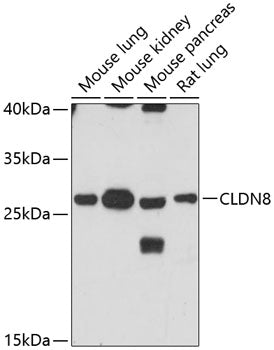 CLDN8 Rabbit pAb
