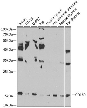 CD160 Rabbit pAb