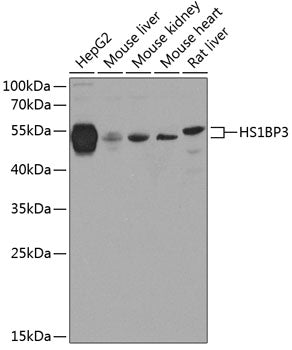 HS1BP3 Rabbit pAb