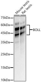 BOLL Rabbit pAb