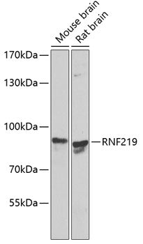 RNF219 Rabbit pAb
