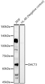 DACT3 Rabbit pAb