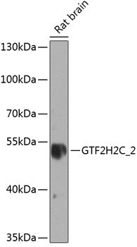 GTF2H2C_2 Rabbit pAb
