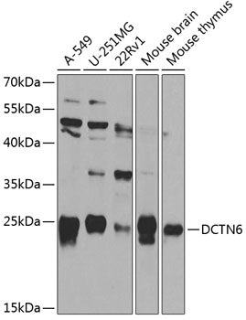 DCTN6 Rabbit pAb