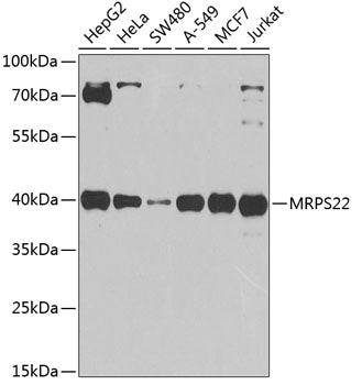 MRPS22 Rabbit pAb