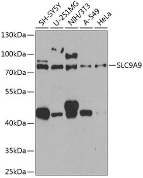SLC9A9 Rabbit pAb