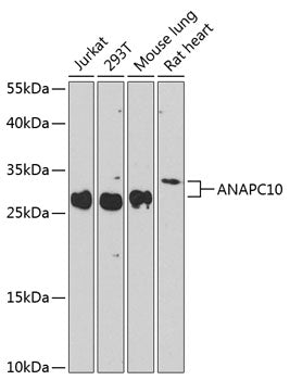 ANAPC10 Rabbit pAb