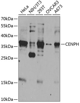 CENPH Rabbit pAb