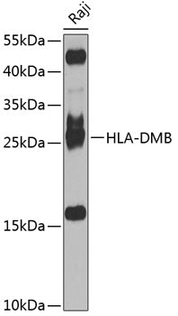 HLA-DMB Rabbit pAb