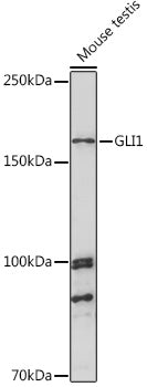 GLI1 Rabbit pAb
