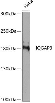 IQGAP3 Rabbit pAb