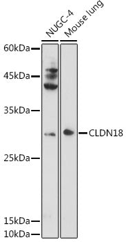 CLDN18 Rabbit pAb