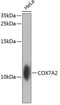 COX7A2 Rabbit pAb
